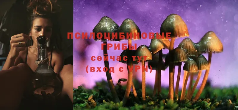 купить   Нефтекумск  Галлюциногенные грибы Psilocybe 