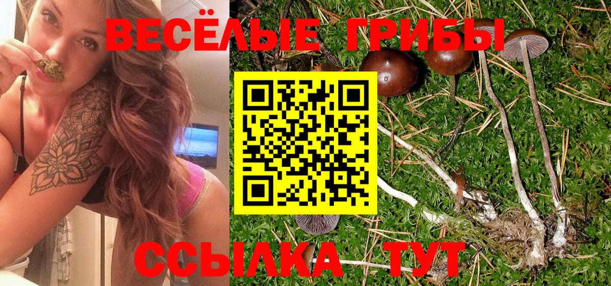 Псилоцибиновые грибы Psilocybe Нефтекумск